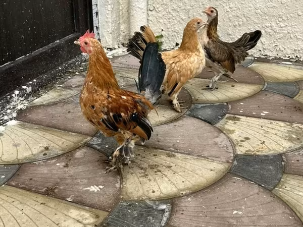 Chickens