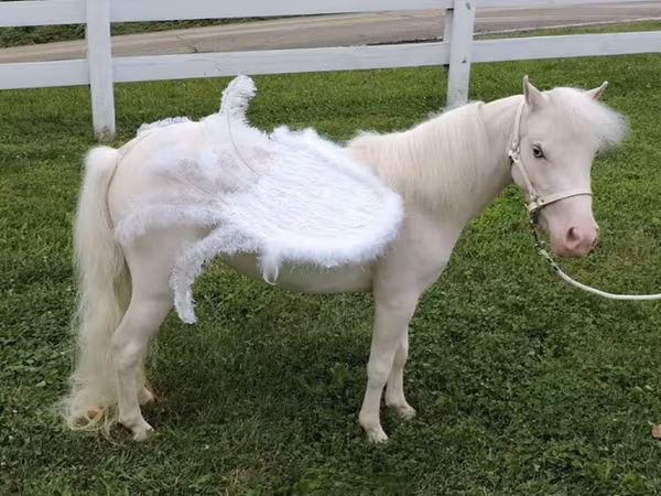 Էգ ձի, Miniature horse