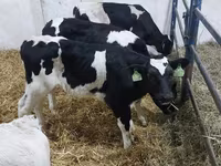 सांड, Russian Black pied cattle — फ़ोटो 1