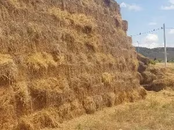 Արվույտ (յոնջա տուկ)