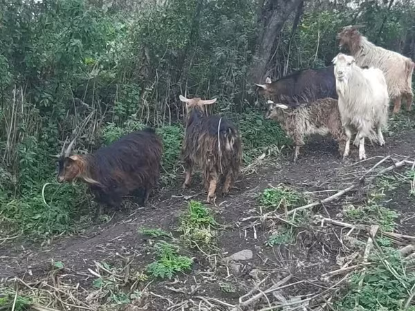 Արու այծ, Այծեր — Հայաստան