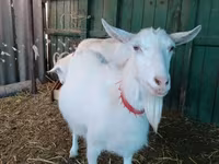 Էգ այծ, Saanen goat — լուսանկար 2