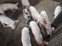 Säue, Schweine — Foto 1