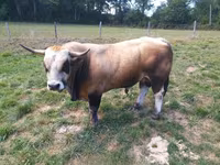 Ցուլ, Aubrac cattle — լուսանկար 1