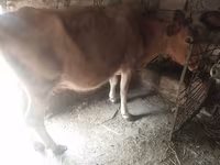 母牛, Cattle — 照片 4