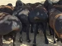 Խոյ, Baerchuke sheep — լուսանկար 3