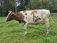 गाय, ऐरशायर — फ़ोटो 5