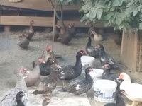 pato criollo doméstico — foto 5
