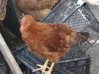 Chickens — Foto 5