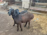 मेढ़ा, भेड़ — फ़ोटो 6