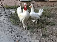 Chickens — 3-сурет