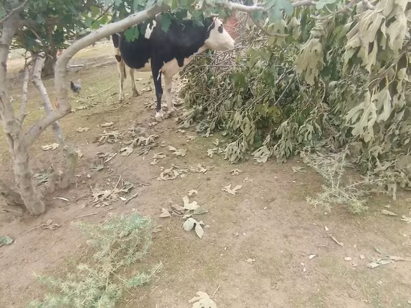 بقرة, Simmental cattle