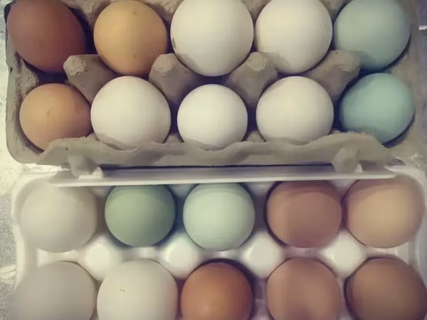 Chickens — Հայաստան