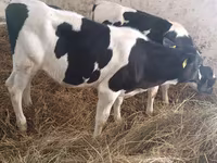 Կով, Russian Black pied cattle — լուսանկար 6