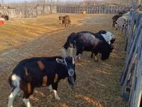 Goat, Goats — photo 1