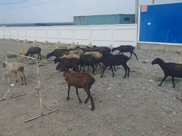 भेड़, Tian-Shan semifinewool sheep