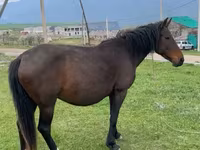 Mare, Horses — photo 1