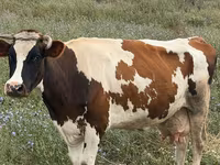 Vaca, Ganado vacuno — foto 3