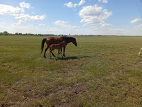 Stute, Kinsky horse — Foto 3