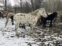 Hengst, Mugalzhar horse — Foto 2