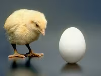 Chickens — Foto 2