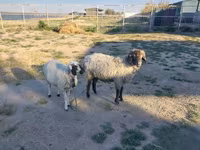 Խոյ, Arabi sheep — լուսանկար 1