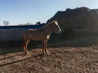 घोड़ा, Altai horse — फ़ोटो 3