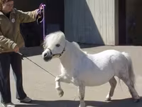 Էգ ձի, Miniature horse — լուսանկար 5