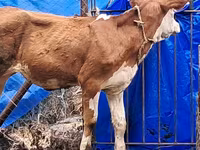 Kuh, Simmental cattle — Foto 4
