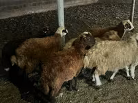 Ոչխար, Ոչխարներ — լուսանկար 6