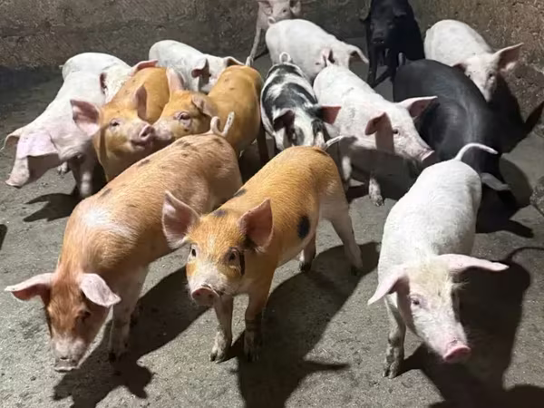 Säue, Schweine