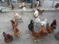 Chickens — photo 1