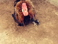 Chickens — photo 3