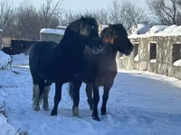 Hengst, Mugalzhar horse — Foto 5