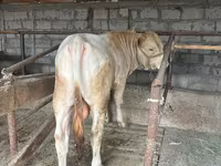 Ցուլ, Աւլիեկոլյան ցեղատեսակ — լուսանկար 1