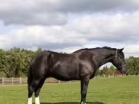 Ձի, Percheron — լուսանկար 5