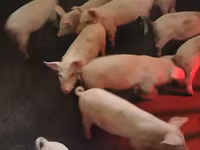 Sow, Pigs — photo 2