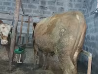 Ցուլ, Խոշոր եղջերավոր — լուսանկար 2