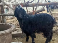 Goat, Dagestan coarsewool goat — photo 4
