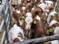 牛只（批次，未指定性别）, Simmental cattle — 照片 2