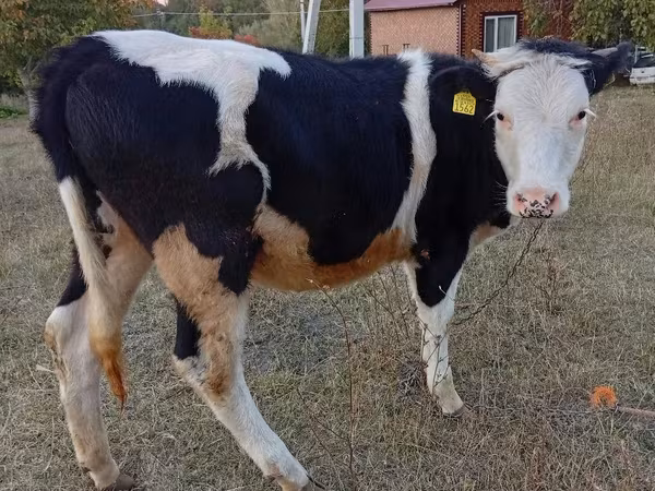 Cow, Cattle