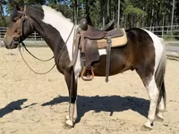 Ձի, American paint horse — լուսանկար 4