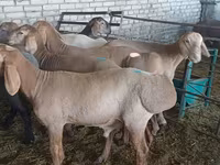 मेढ़ा, Hissar sheep — फ़ोटो 2
