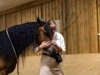 Էգ ձի, Friesian — լուսանկար 7