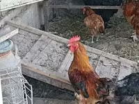 Chickens — الصورة 4