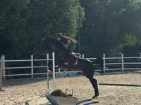 Mare, Friesian sport horse — photo 2