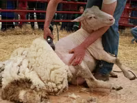Sheep (batch, sex not specified), Sheep — photo 2