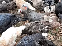 Turkeys — الصورة 1