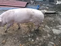 Қабан, Ландрас — 2-сурет