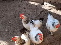 لاكنفيلدر — الصورة 3